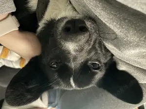Deckrüde   Corgi Cardigan  Buddy  sucht Damenbesuch