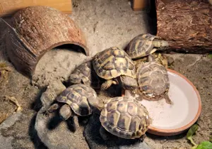 Griechische Landschildkröte, Schildkröte, Testudo hermanni beottgerie THB, Schlupfjahr 2024