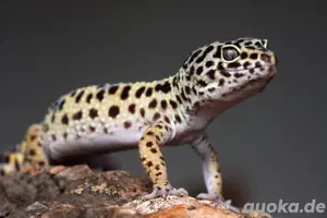 Leopardgecko - Männchen 