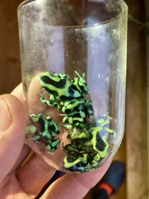 Dendrobates Auratus Karibik auch Versand 