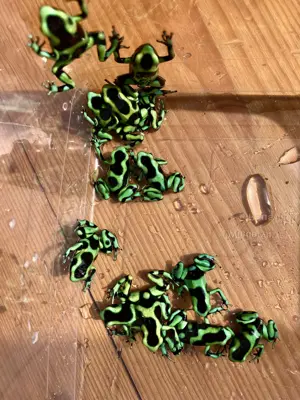 Dendrobates Auratus Karibik auch Versand  Bild 2