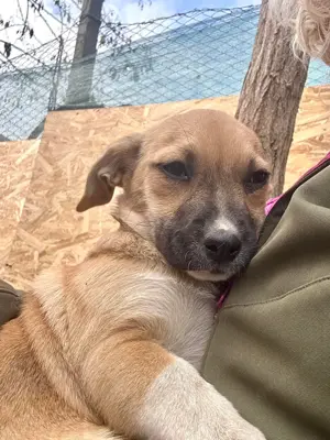 Reserviert: Molly ist anschmiegsam 