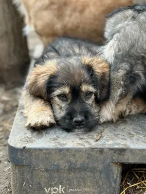 Reserviert: Balou ist der Hahn im Korb