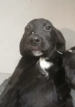 Labrador Mischling schwarz, grau, Bild 8