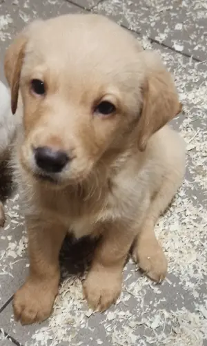 Labmaraner Labrador Mischling schwarz, gelb-blond