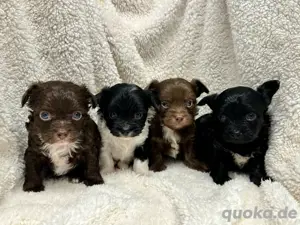 Chiwalonka ... Bolonka Zwetna - Chihuahua Welpen 