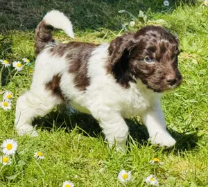 Labradoodle original Australian-Labradoodle