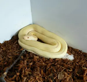 Pearl Granit   Hypo Granit 