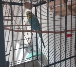 Welli sucht liebevolles zuhause mit neuen Artgenossen 