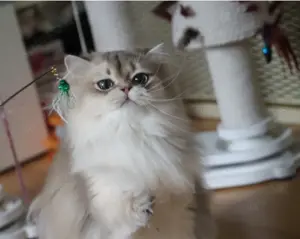 Reinrassige goldene britische Kater im Teenageralter