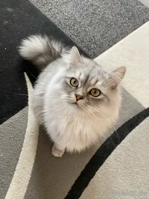 BKH BLH Deckkater Fluffy erwartet Damenbesuch