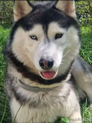 Süße Husky welpen suchen ein neues Zuhause! Bild 6