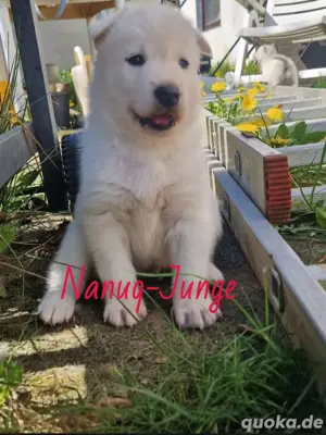 Süße Husky welpen suchen ein neues Zuhause!