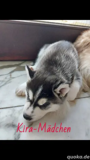 Süße Husky welpen suchen ein neues Zuhause! Bild 4