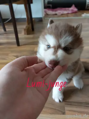 Süße Husky welpen suchen ein neues Zuhause! Bild 3