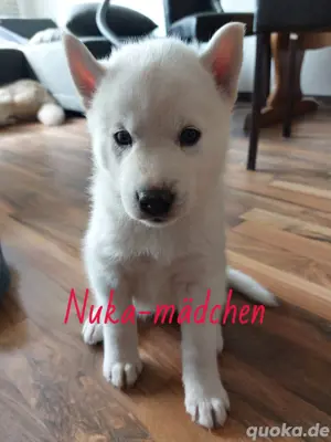 Süße Husky welpen suchen ein neues Zuhause! Bild 2