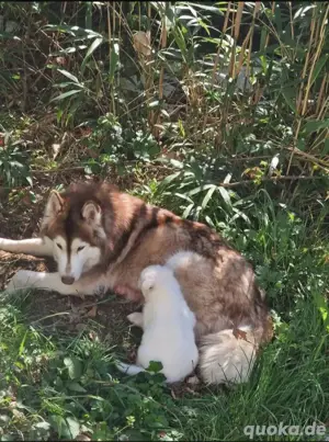Süße Husky welpen suchen ein neues Zuhause! Bild 7