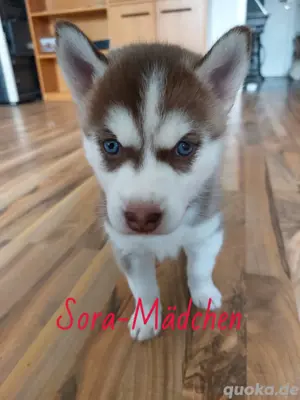 Süße Husky welpen suchen ein neues Zuhause! Bild 5