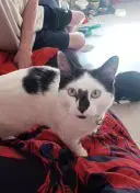 Kater zu verkaufen Bild 2