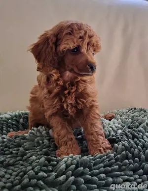 Reinrassige Toypudel Welpen 