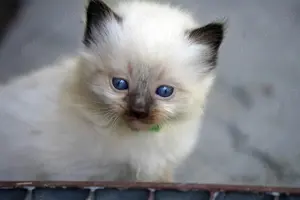 Wir haben wieder Ragdollkitten mit Stammbaum