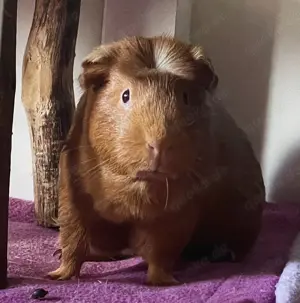 Meerschweinchen Weibchen 4 Monate jung in Sonderfarbe
