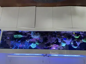 Meerwasser Aquarium 300x80x75 Komplett-Abgabe Auflösung