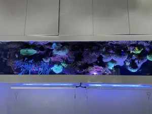 Meerwasser Aquarium 300x80x75 Komplett-Abgabe Auflösung Bild 2