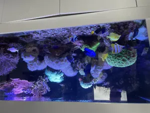 Meerwasser Aquarium 300x80x75 Komplett-Abgabe Auflösung Bild 5
