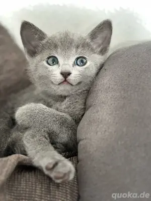 Reinrassige Russischblau kitten 