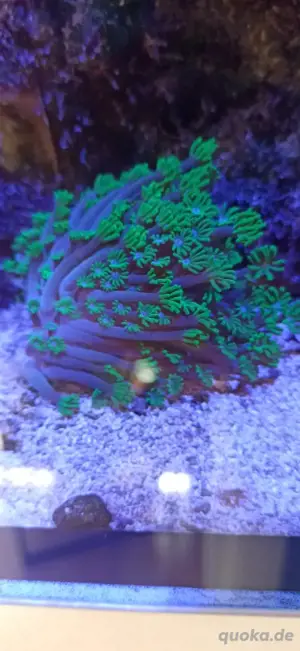 Alveopora LPS SPS Korallen, Meerwasser Aquarium