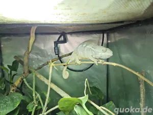 0,1 Furcifer Pardalis