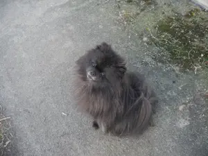 Pomeranian Zwergspitz