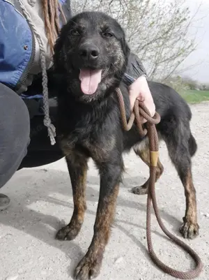 Yumi, traumhaft schöne Schäferhund-Collie-Bracke Mischlingshündin Bild 3