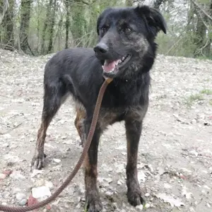 Yumi, traumhaft schöne Schäferhund-Collie-Bracke Mischlingshündin Bild 4