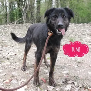 Yumi, traumhaft schöne Schäferhund-Collie-Bracke Mischlingshündin