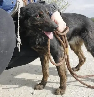 Yumi, traumhaft schöne Schäferhund-Collie-Bracke Mischlingshündin Bild 5