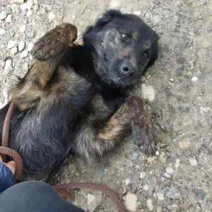 Yumi, traumhaft schöne Schäferhund-Collie-Bracke Mischlingshündin Bild 2