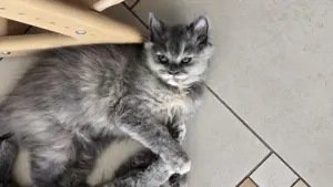 Verkaufe 2 süße Britisch Langhaar Katzen Bild 5