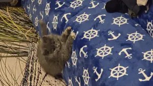 Verkaufe 2 süße Britisch Langhaar Katzen Bild 4