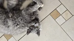 Verkaufe 2 süße Britisch Langhaar Katzen Bild 6
