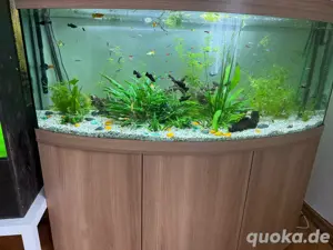 aquarium komplett oder fische mit pflanzen