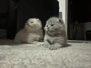 babykatzen