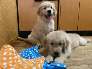 Golden Retriever Welpen