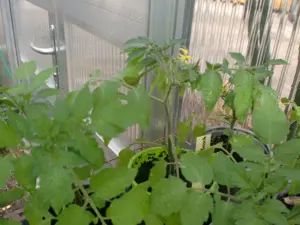 Tomatenpflanzen, alte und samenfeste Sorten