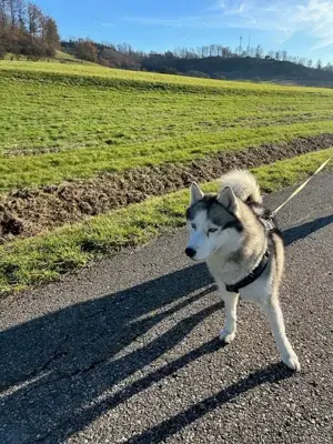 Suche Deckhündin für meinen Husky