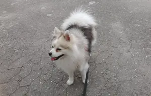 Deckrüde Pomsky ( Mini Husky) Mix