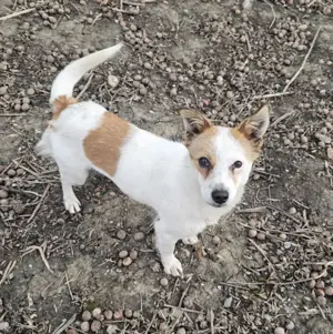 kleine Hündin Maxi sucht Körbchen