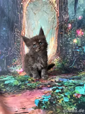 Maine Coon Reinrassig mit Stammbaum