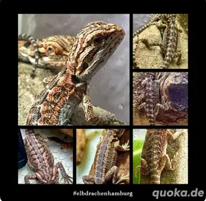sehr schicke Baby Bartagamen (pogona vitticeps) 